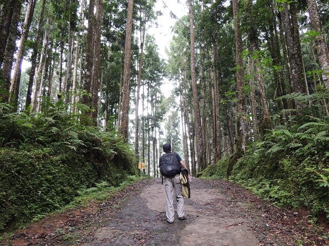 Non-Linear Classification in R with Decision Trees - MachineLearningMastery.com