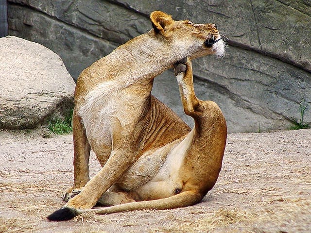 Understand Machine Learning Algorithms By Implementing Them From Scratch - MachineLearningMastery.com