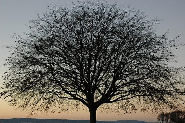 Classification And Regression Trees for Machine Learning - MachineLearningMastery.com