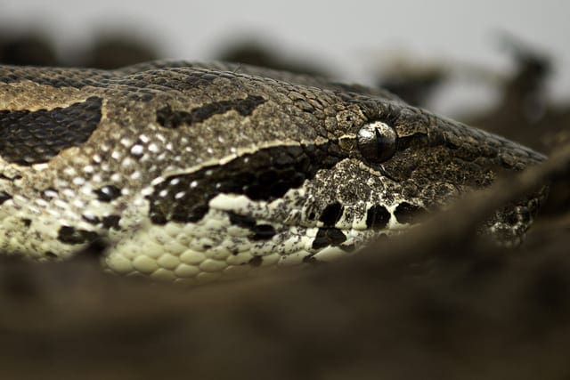 Python Ecosystem for Machine Learning - MachineLearningMastery.com