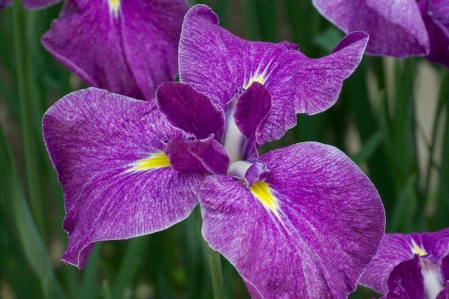 Multi-Class Classification Tutorial with the Keras Deep Learning Library - MachineLearningMastery.com