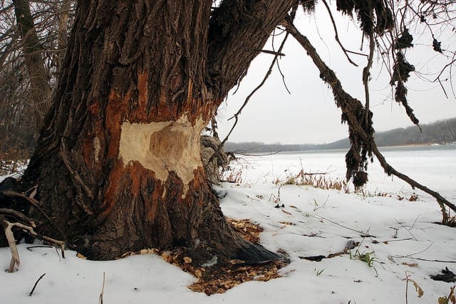 How to Tune the Number and Size of Decision Trees with XGBoost in Python - MachineLearningMastery.com