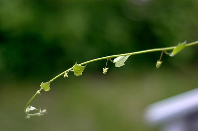 How to Develop Your First XGBoost Model in Python - MachineLearningMastery.com