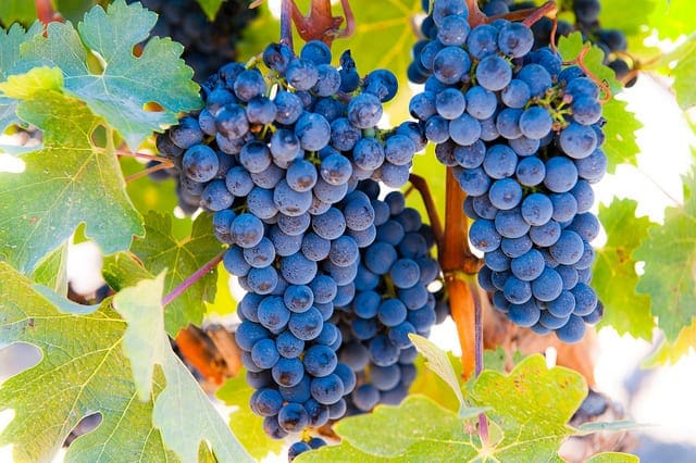 How to Implement Linear Regression From Scratch in Python - MachineLearningMastery.com