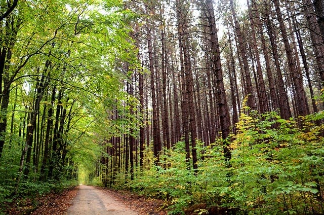 How To Implement Learning Vector Quantization (LVQ) From Scratch With Python - MachineLearningMastery.com