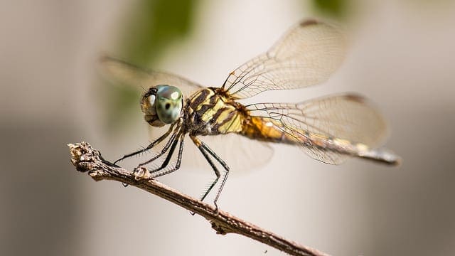 How to Use and Remove Trend Information from Time Series Data in Python - MachineLearningMastery.com