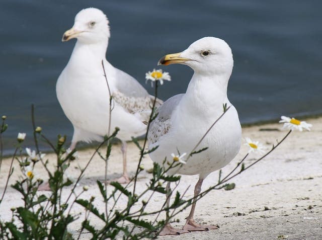 How to Use the TimeDistributed Layer in Keras - MachineLearningMastery.com