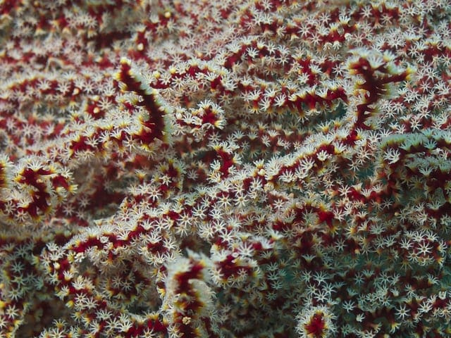 How to One Hot Encode Sequence Data in Python - MachineLearningMastery.com