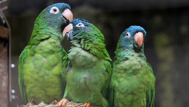 How to Calculate Principal Component Analysis (PCA) from Scratch in Python - MachineLearningMastery.com