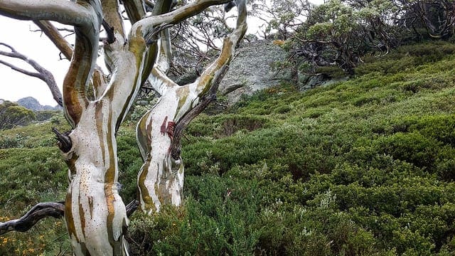 How to Calculate Critical Values for Statistical Hypothesis Testing with Python - MachineLearningMastery.com