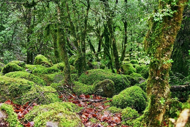 How to Develop Competence With Deep Learning for Computer Vision - MachineLearningMastery.com