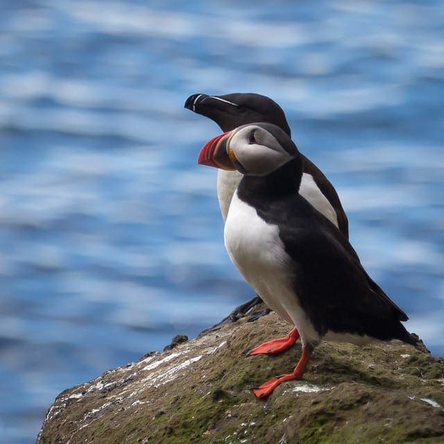 Gentle Introduction to Predictive Modeling