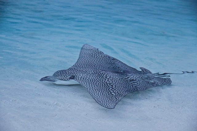 What is the Difference Between a Parameter and a Hyperparameter? - MachineLearningMastery.com