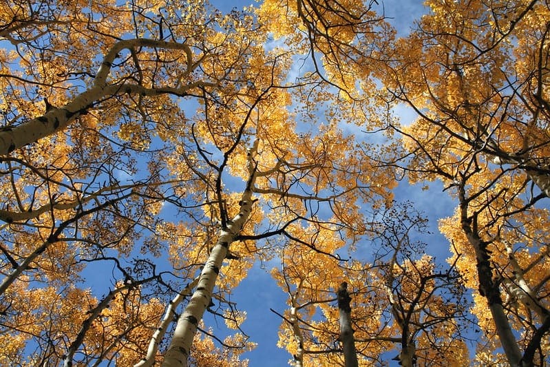 How to Use the ColumnTransformer for Data Preparation - MachineLearningMastery.com